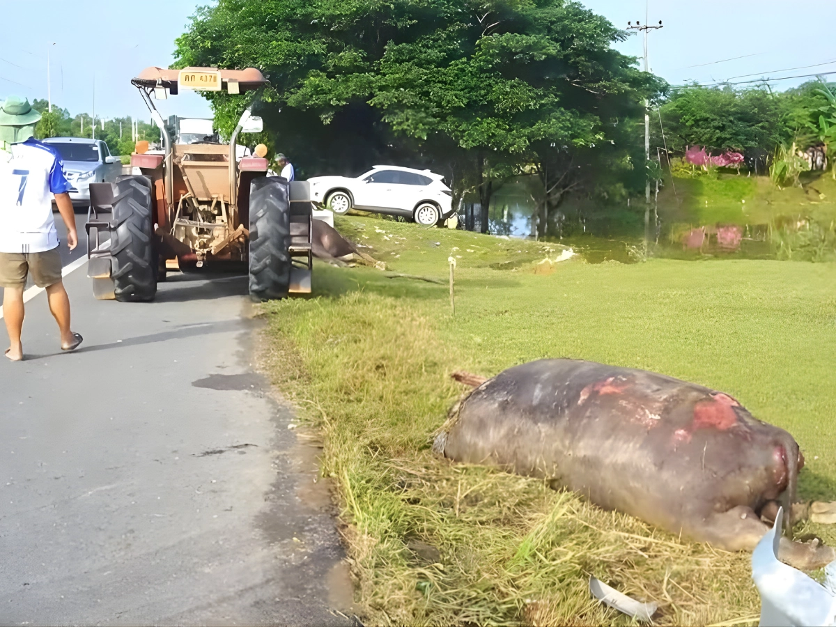 อุทาหรณ์!  ควายวิ่งตัดหน้า ชน 3 คันรวด... รถพังยับ 4-5 แสน! ใครรับผิดชอบ?